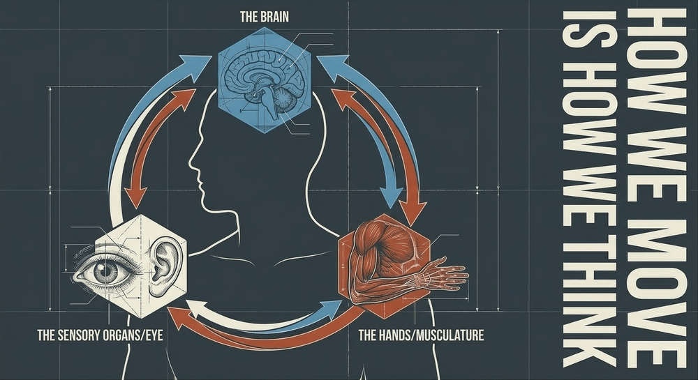 A continuous, bi-directional loop flowchart connecting brain, muscles, and senses to illustrate motor-sensory cycles.