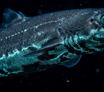 Bioluminescence The science behind cold light