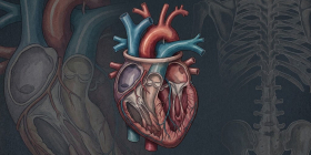 Broken heart syndrome the biology explained