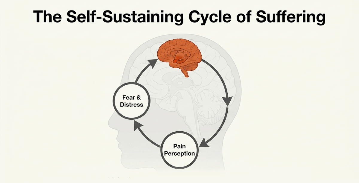 Chronic pain creates a loop where the brain continuously practices feeling pain, strengthening pathways of suffering and lowering the threshold for discomfort