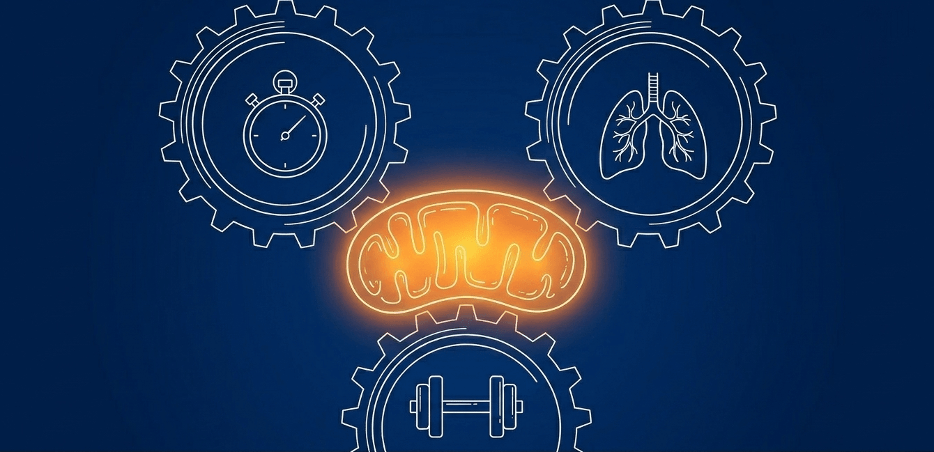 High-intensity intervals, aerobic endurance, and resistance training synergistically multiply mitochondria and preserve critical energy networks in aging muscle tissue.