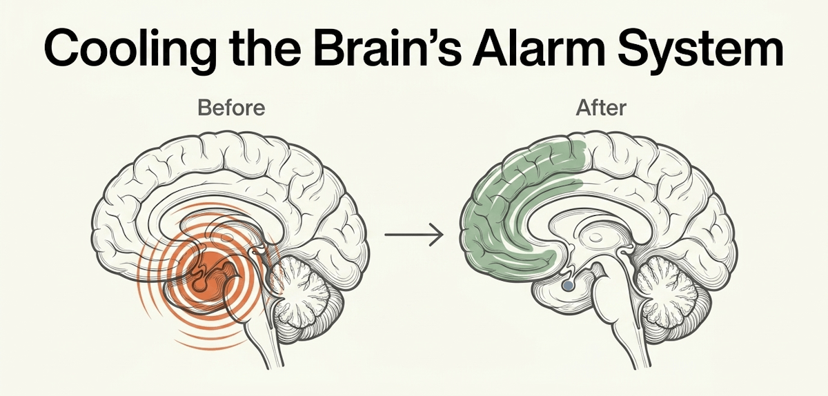Mindfulness-Based Stress Reduction (MBSR) physically shrinks the amygdala and thickens the prefrontal cortex, reducing pain unpleasantness by 36% via proven non-opioid mechanisms
