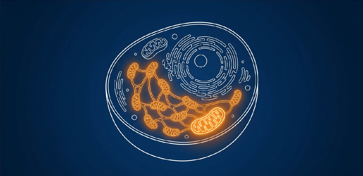 Mitochondria are the dynamic cellular engines responsible for generating approximately 90% of the human body's adenosine triphosphate (ATP) energy.