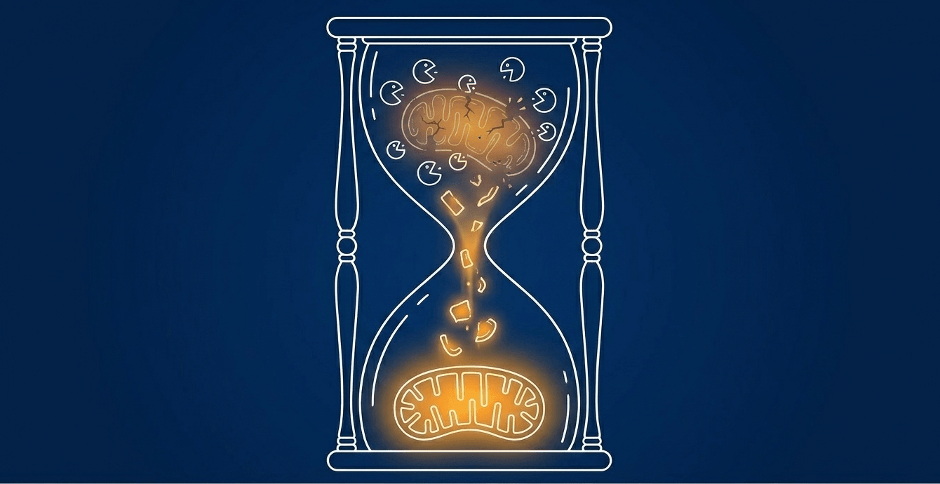 Periods of nutrient scarcity and fasting trigger mitophagy, a quality control process where lysosomes selectively dismantle and recycle damaged mitochondria.