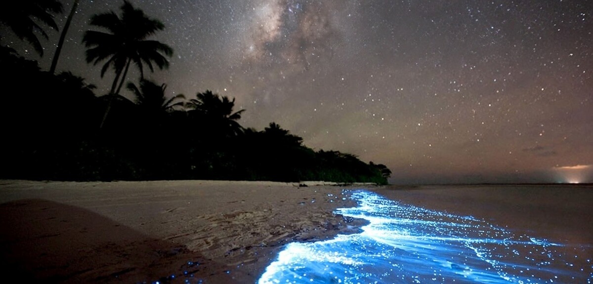 The Bioluminescent Bay in Vieques