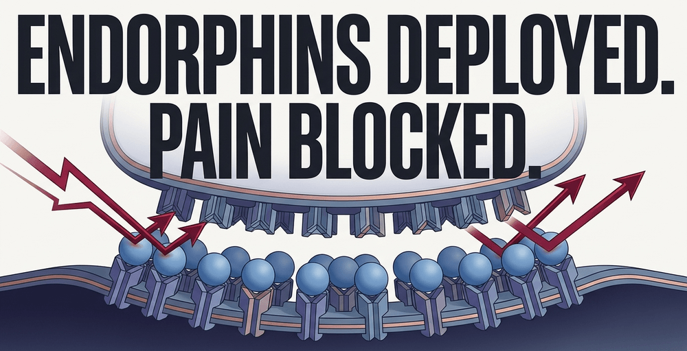 The brain's endogenous opioid system releases natural painkillers to reduce pain.