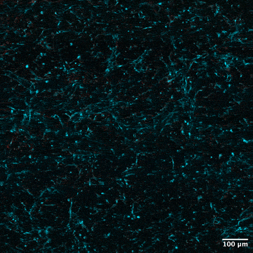 The implementation of this novel technique allows for the dynamic tracking of protein uptake at the cellular level. This animation shows drug uptake (red) in a blood-brain barrier model using the pencil beam technique. Source: MIT