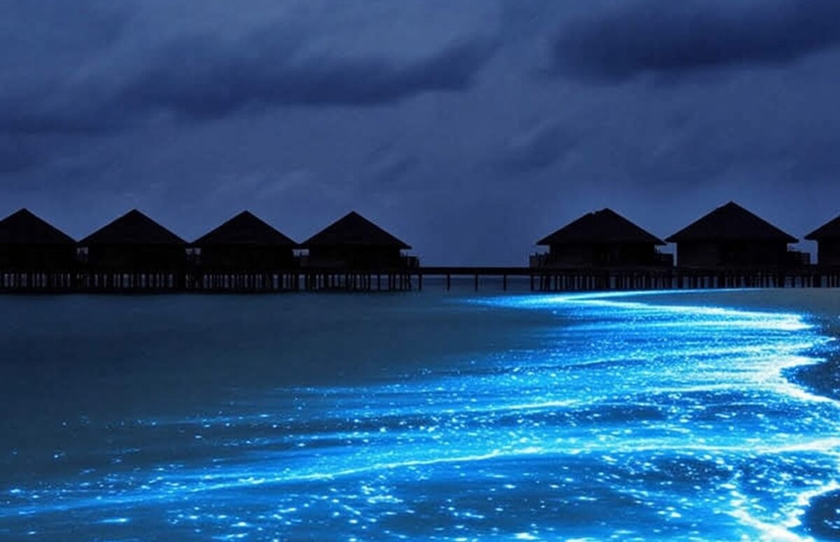 The Maldives Bioluminescent