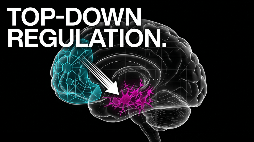 The Prefrontal Cortex exerts top-down inhibitory control over the Amygdala, preventing fear from overriding logic