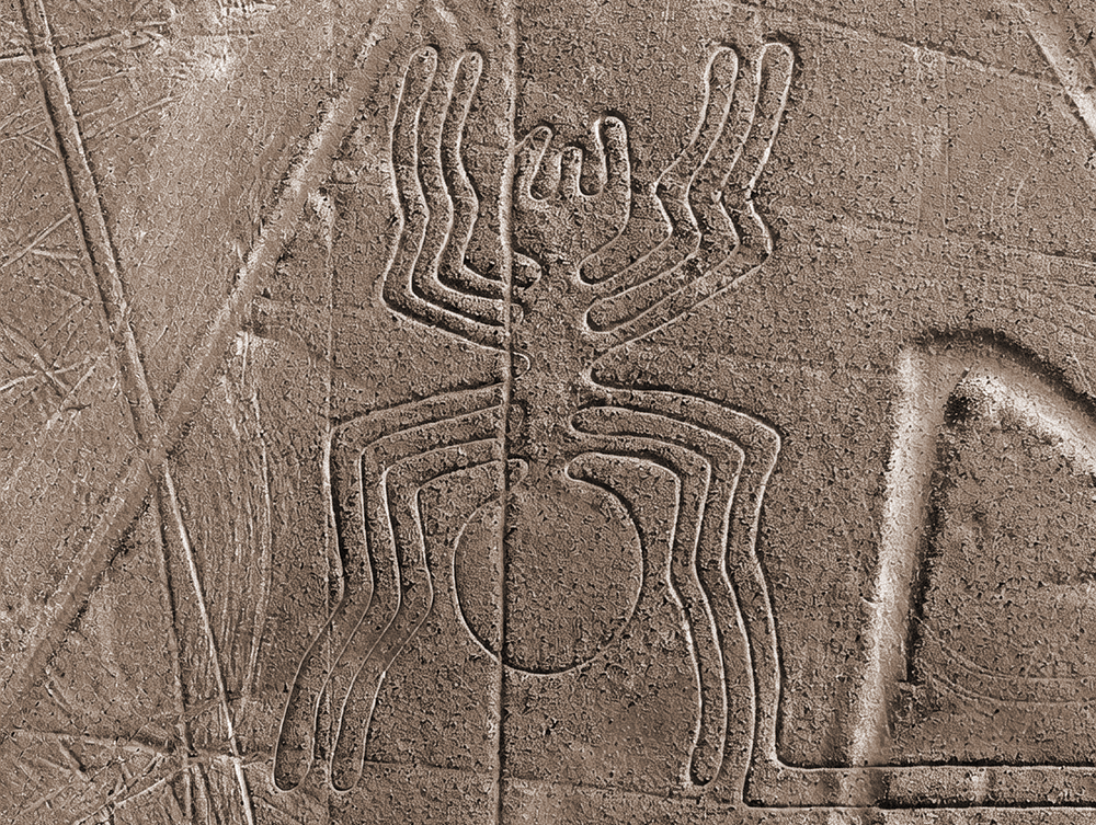 The spider Nazca lines