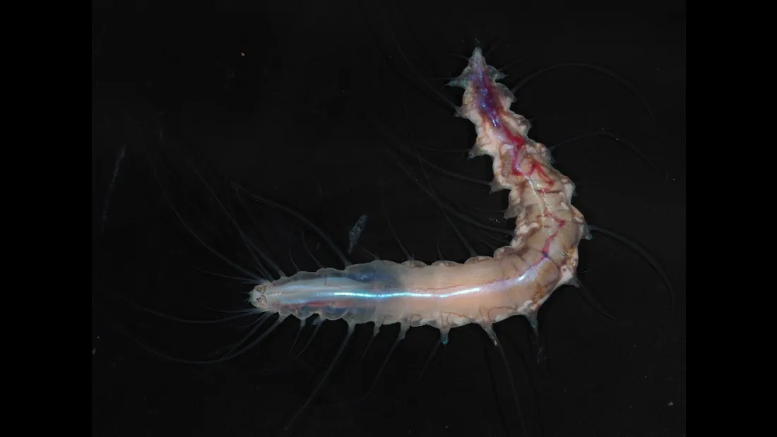 Worms deep sea adaptation